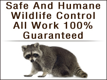 Critter Getter Wildlife Control, LLC