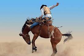 Friday Night Rodeo